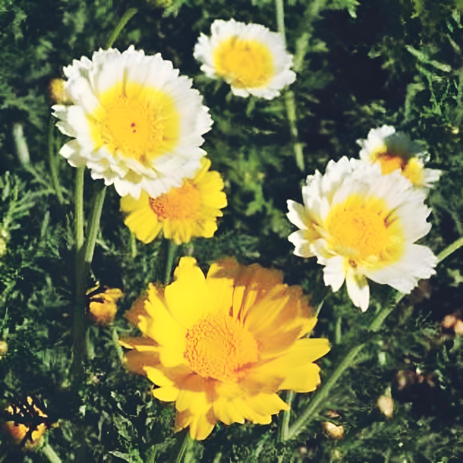700 Garland Daisy Mix Seeds, Chrysanthemum, Crown Daisy, FREE SHIPPING