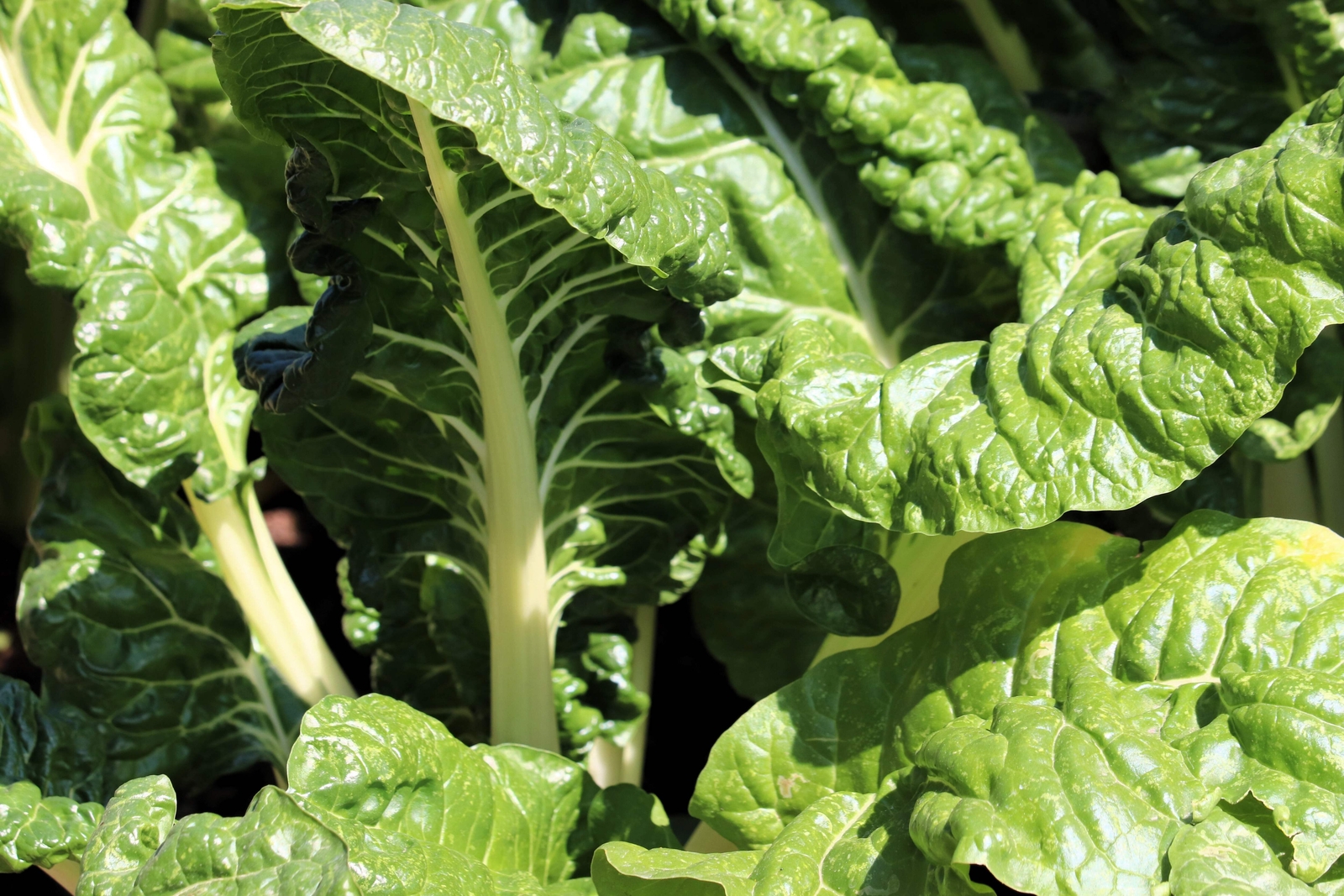 300 Fordhook GIANT SWISS CHARD Perpetual Spinach Beta Vulgaris Vegetable Seeds