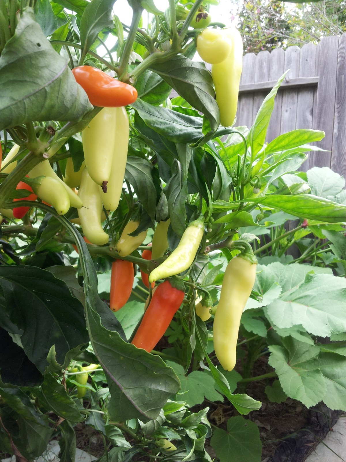 100+ Sweet Banana Pepper Heirloom Seeds – Non-GMO – Open Pollinated! Prolific!