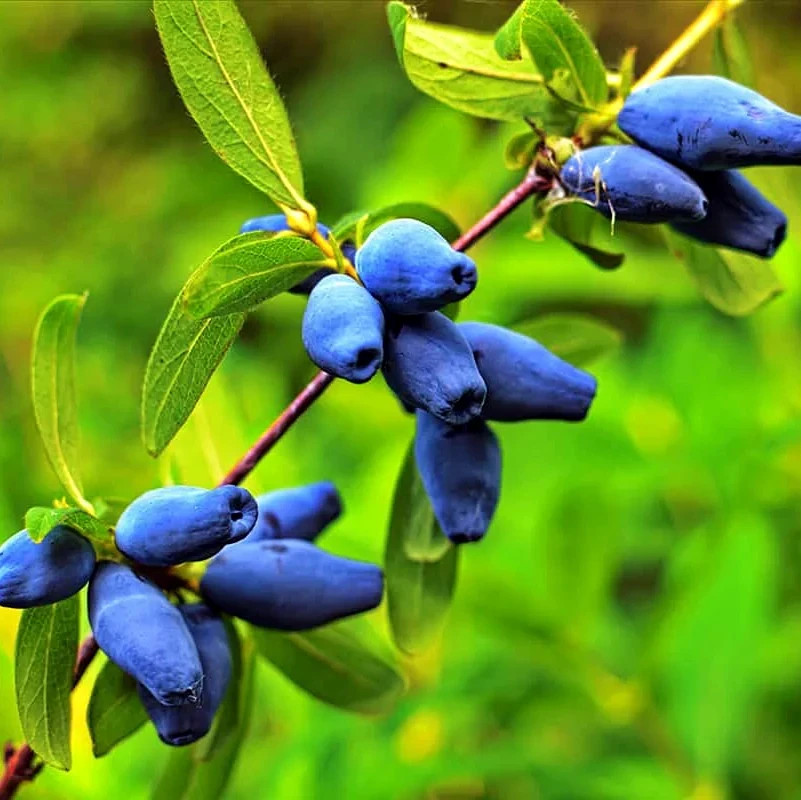 Honeyberry Seeds (Lonicera caerulea) Blue Honeysuckle Fruit Shrub Zone 2 Hardy