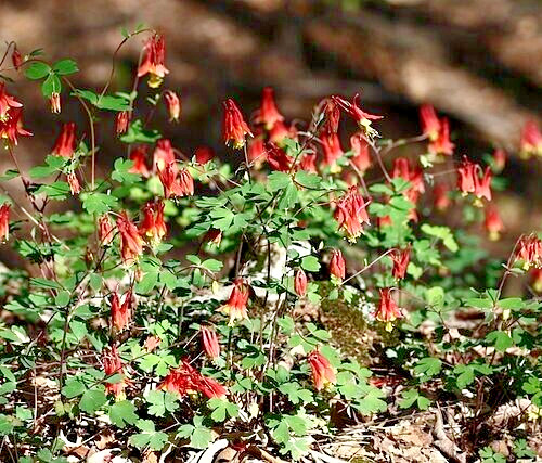 WESTERN RED COLUMBINE, 201 SEEDS, AQUILEGIA FORMOSA, SITKA COLUMBINE USA, NO GMO