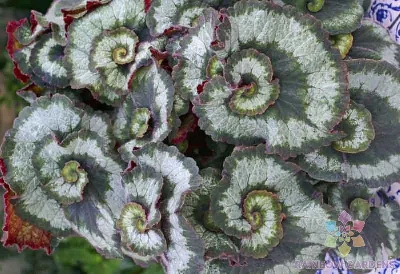 25+ Escargot Begonia Seeds for Garden Planting – USA – FREE SHIPPING!