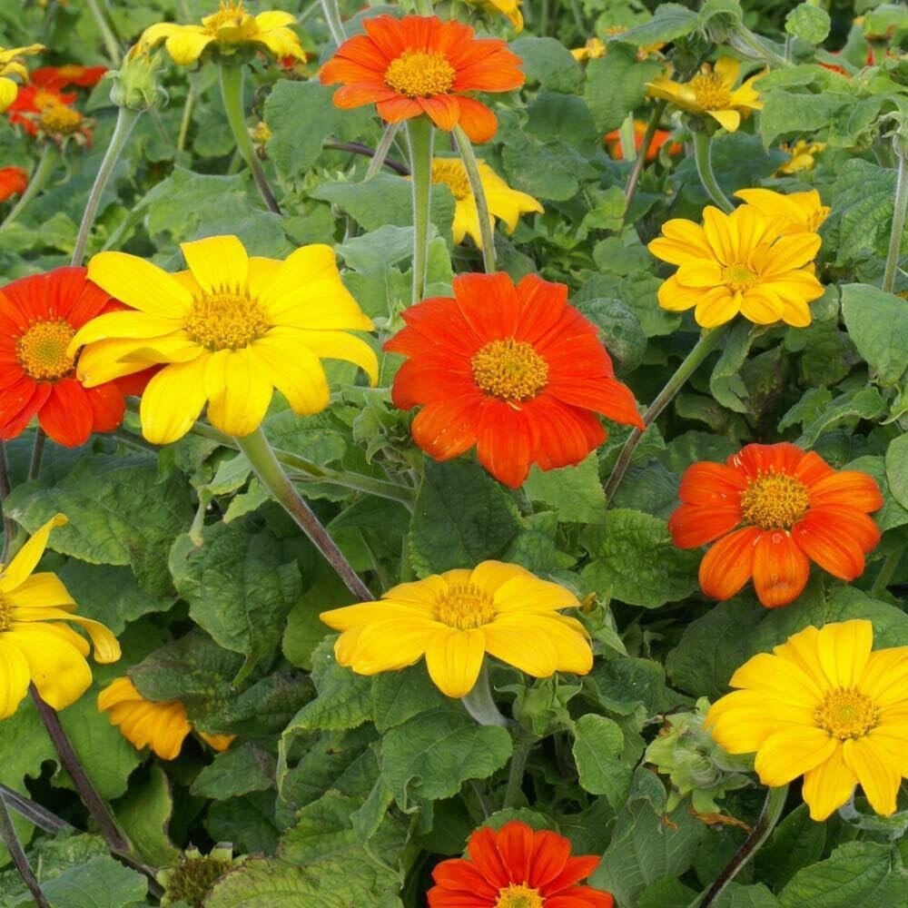 Red Torch Mexican Sunflower Seeds – Fast-Growing, Drought-Tolerant Annuals