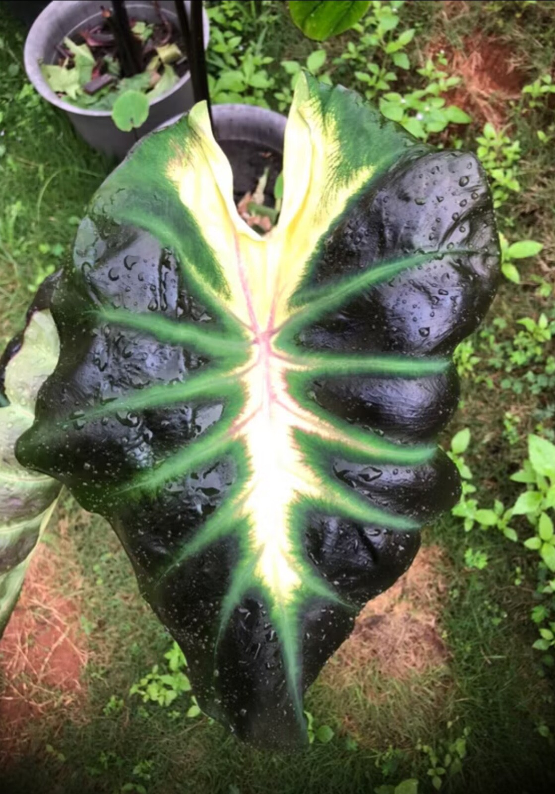 AUTHENTIC Colocasia Kraktii 1 bulbs