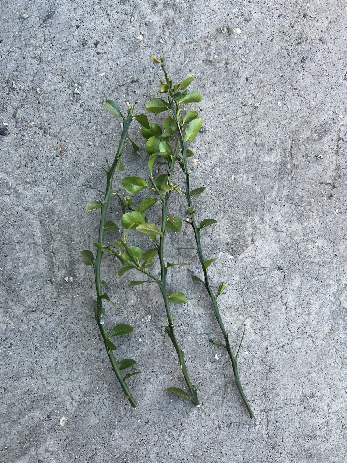Australian Finger Lime 3 Cuttings No Root Ready To Plant