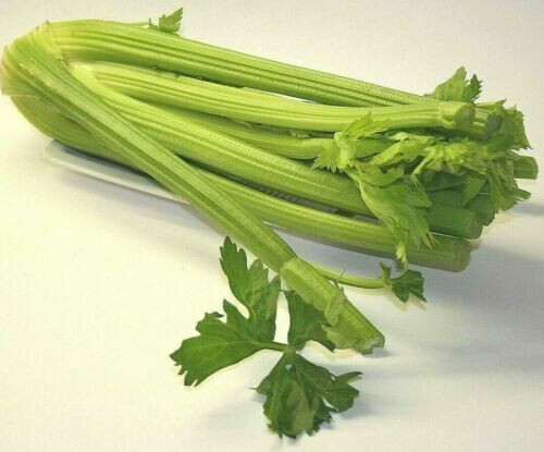 SCARBOROUGH SEEDS Tall Utah Celery 1000 Seeds NON-GMO