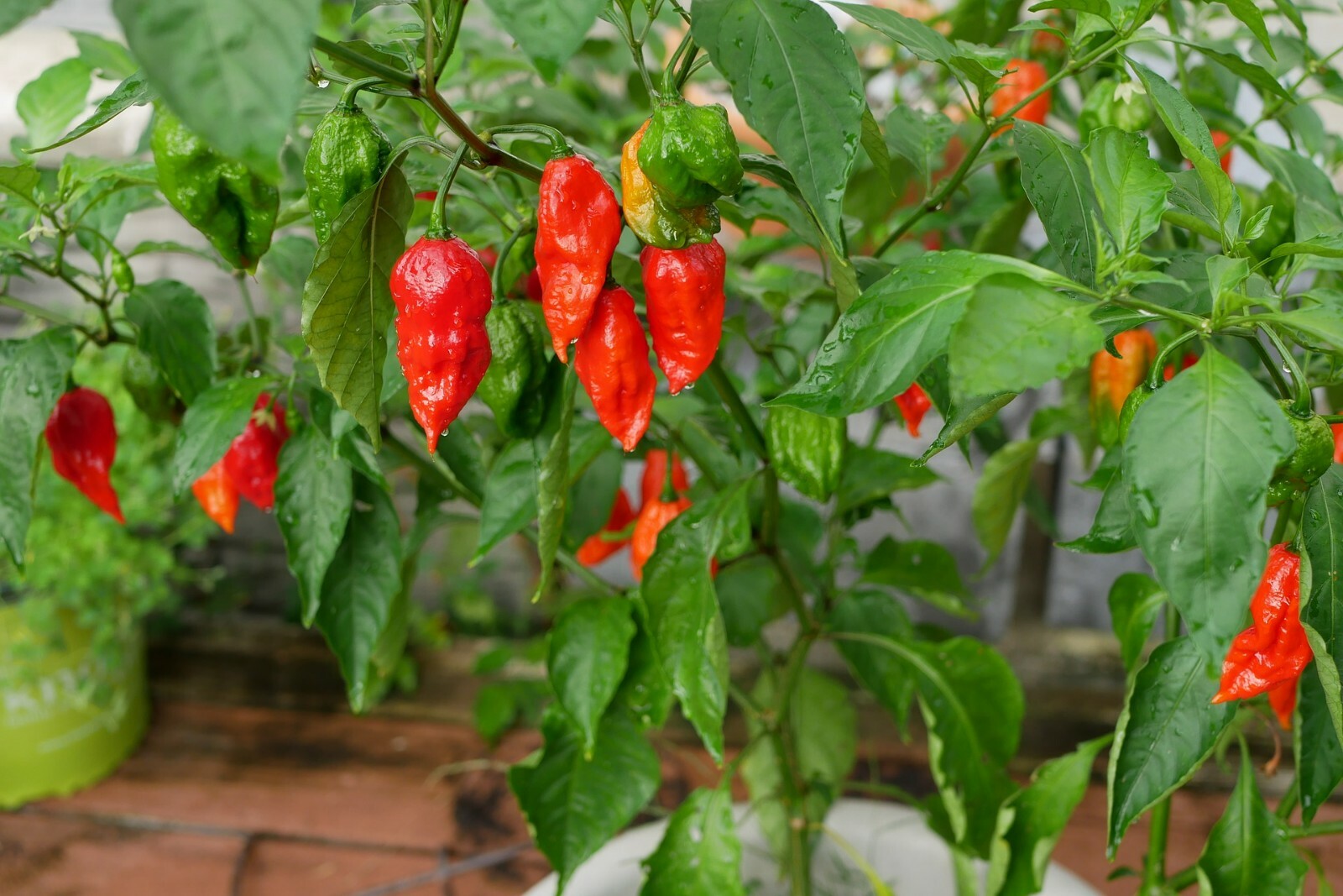 1 MILLION + SCOVILLE!!! Ghost Pepper {bhut jolokia} 50+ seeds Free US Shipping!