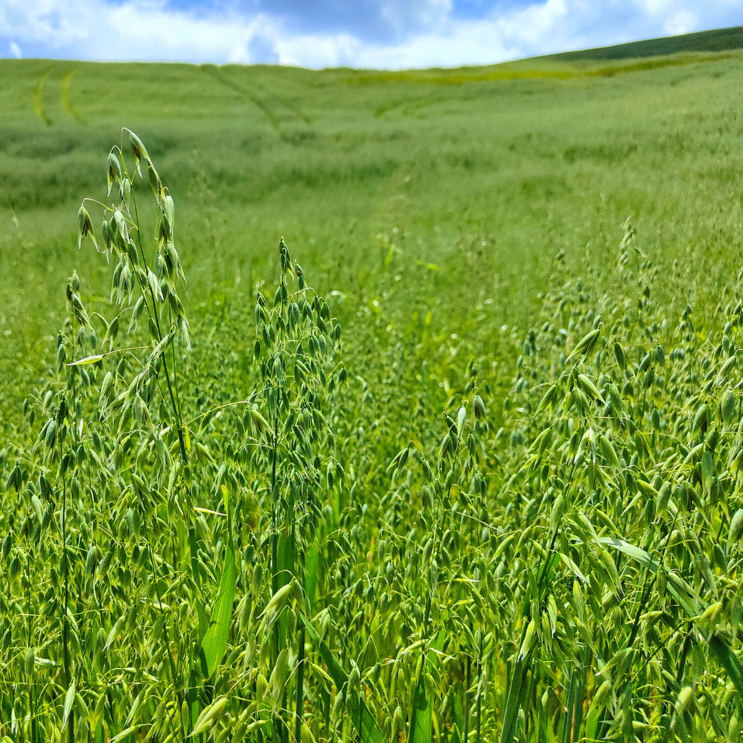 Fresh Premium Oat Plant Seeds | Organic | Hulless | Heirloom Non-GMO | Grains
