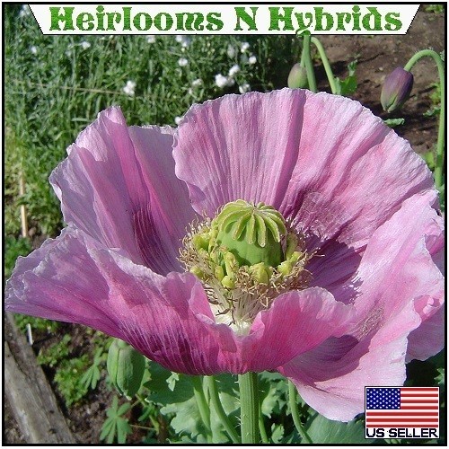 20,000 Hungarian Stratified Papaever Somniferum Poppy Seeds For Planting Organic