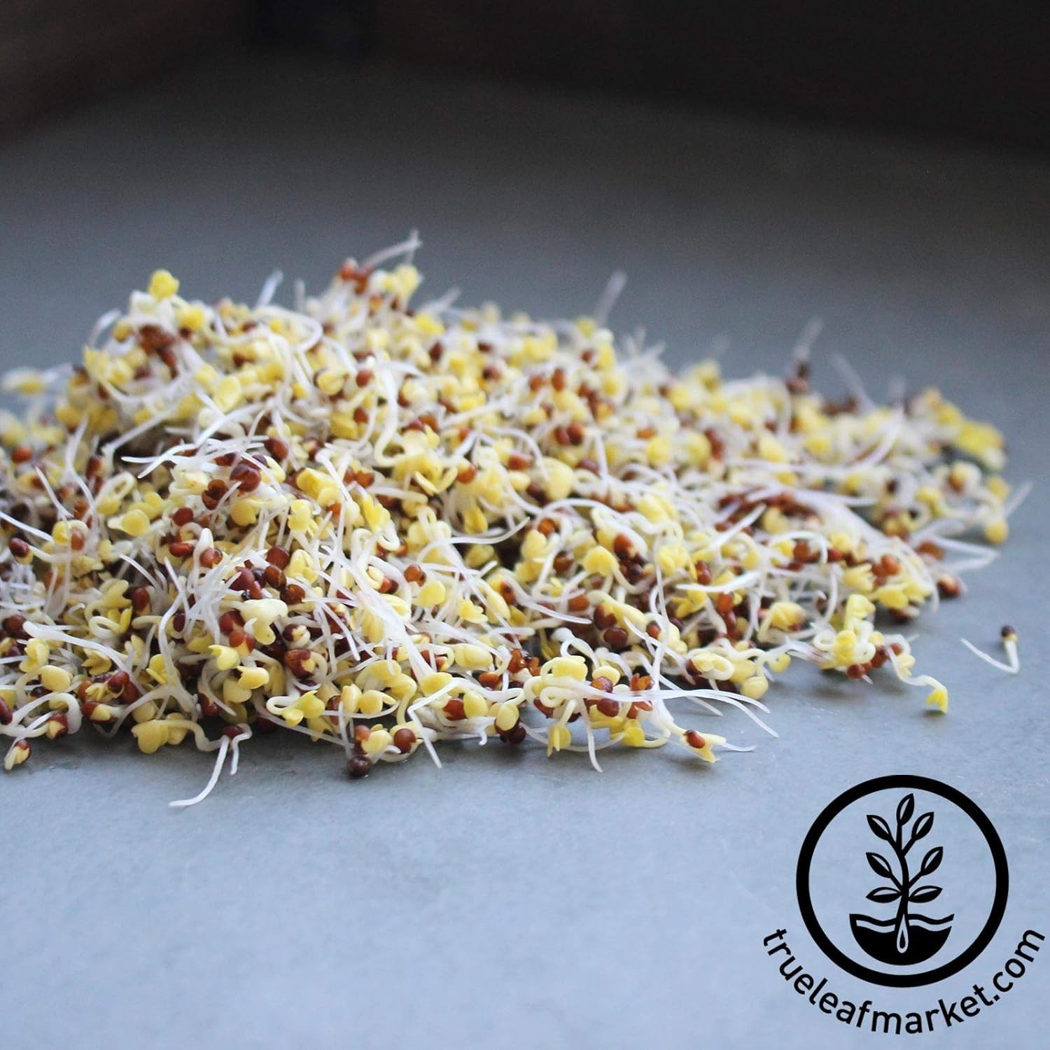 Organic Broccoli Sprouting Seeds – High Sulforaphane Power