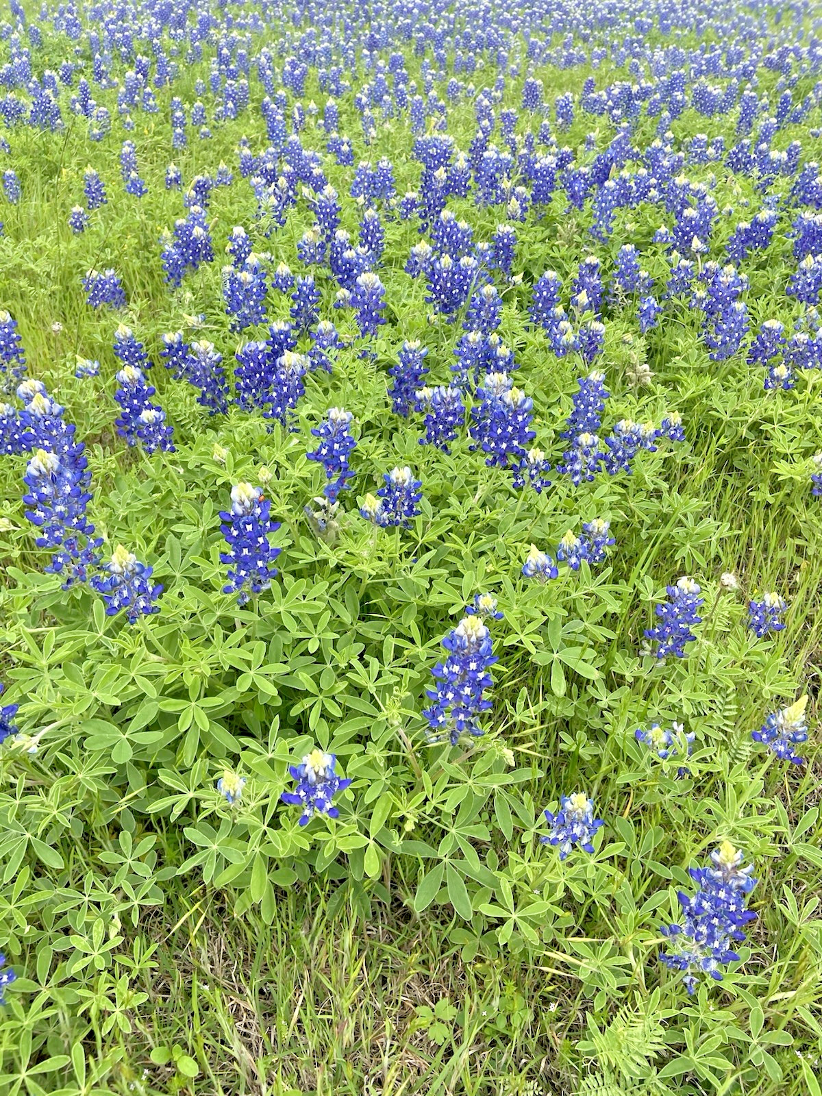 Texas Bluebonnet Seeds – 25 Fresh Seeds – GORGEOUS Blooms!! FREE Shipping