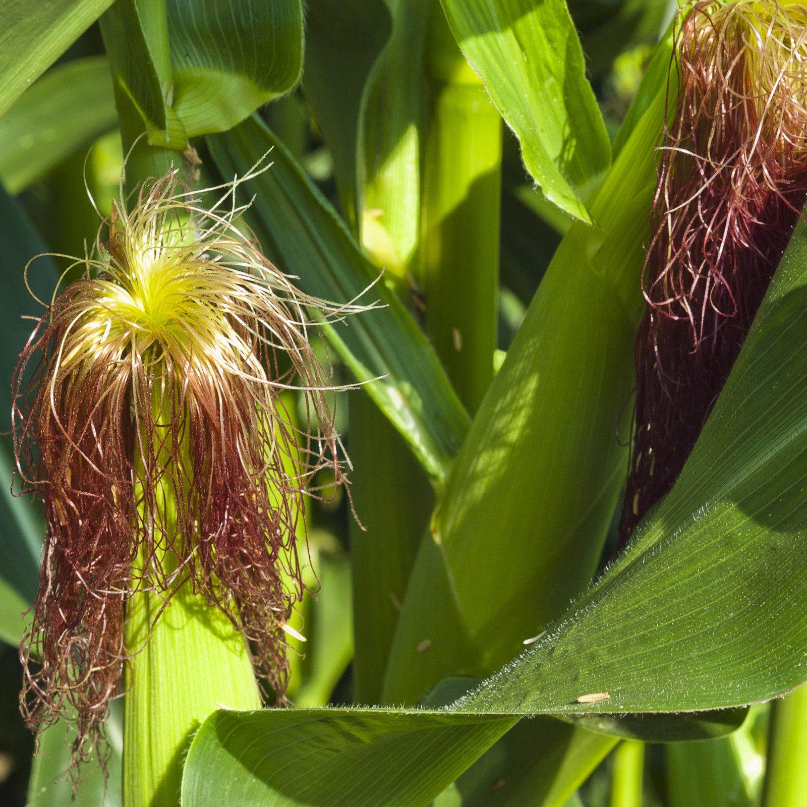 Almanac Heirloom Sweet Corn Seeds Brown,Golden,Green,Yellow