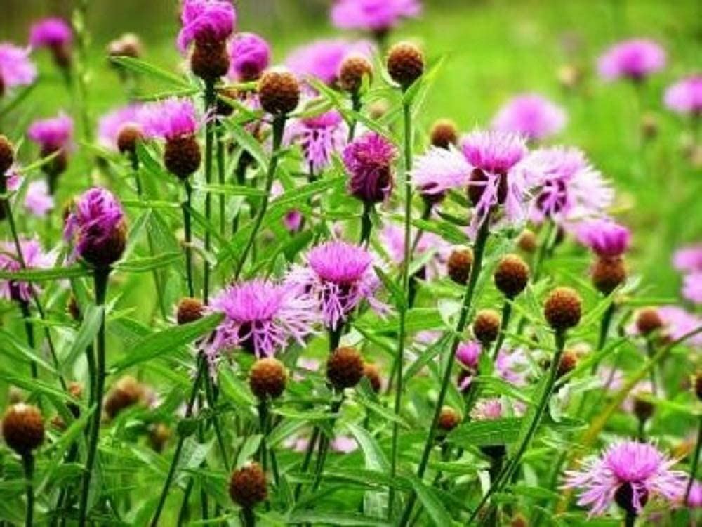Bachelor Button Seeds, Tall Pink Flower Seeds,”COOL BEANS N SPROUTS”