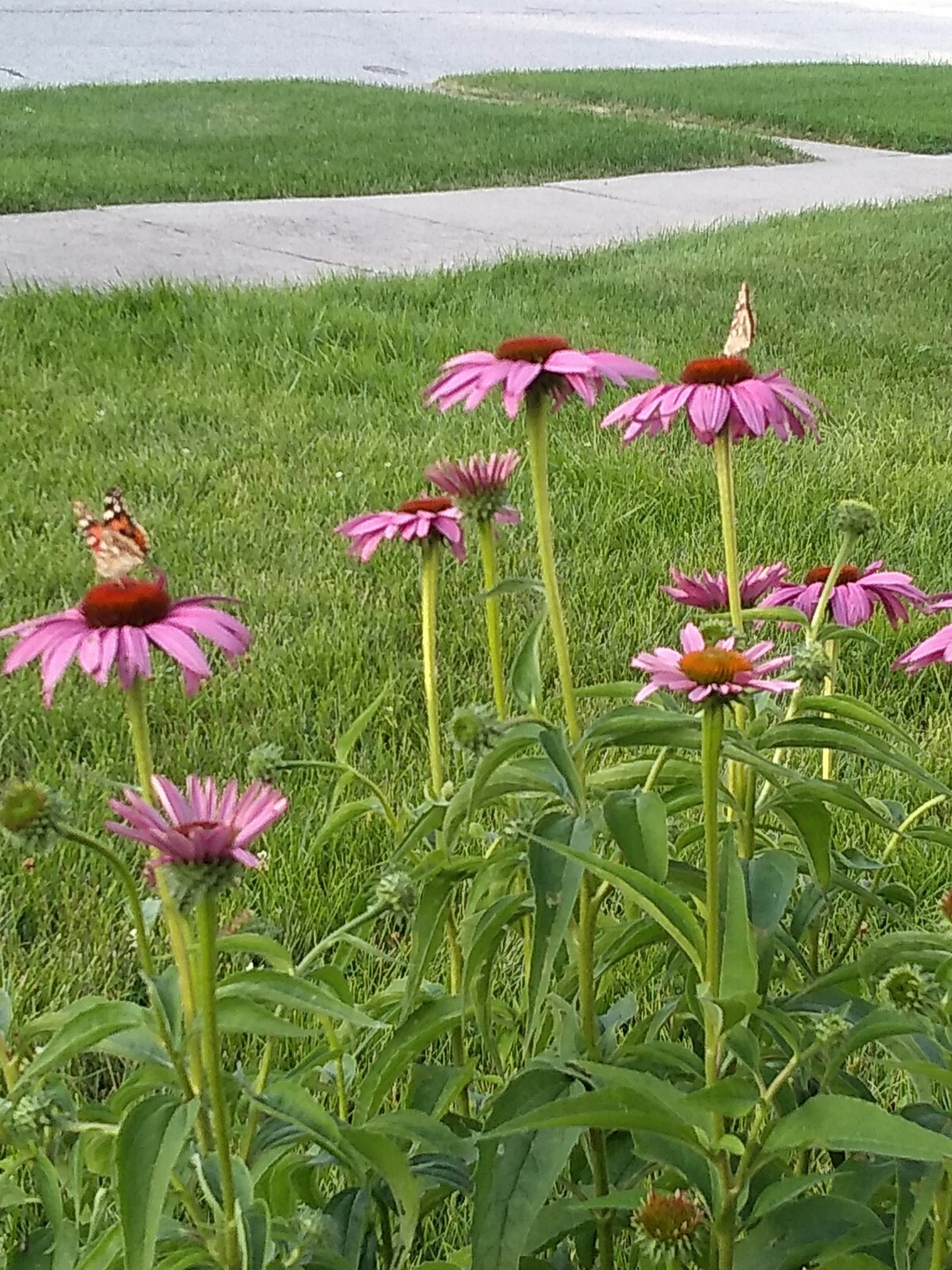 75+ Echinacea Purple Coneflower Seeds Medicinal Herbal Seeds Wildflower 2021 E1