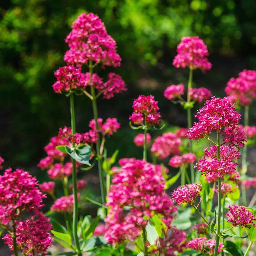 1000 Seeds Jupiter’s Beard Centranthus Ruber Red Valerian Flower Seed For
