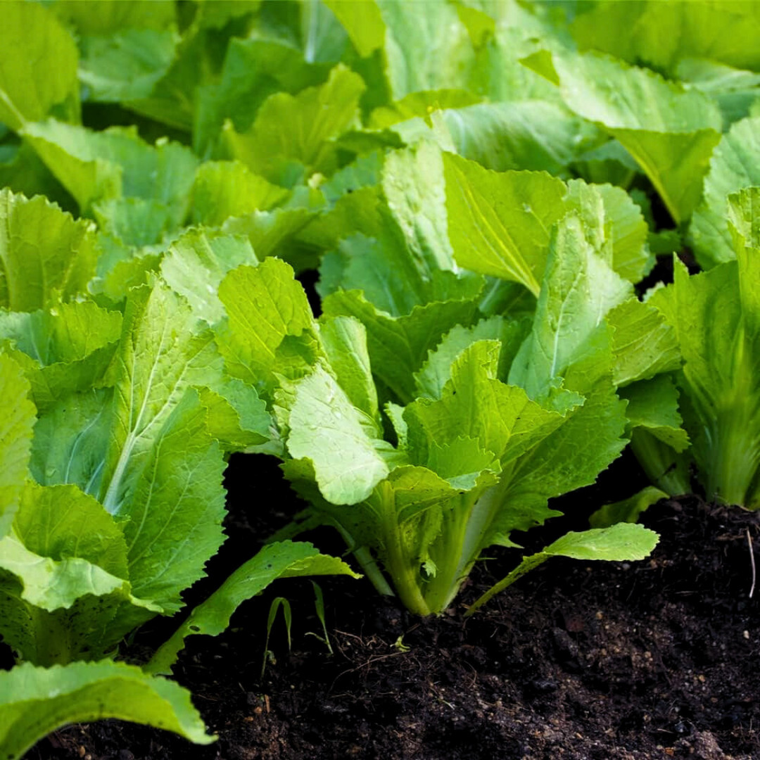 Fresh Florida Broadleaf Mustard Green Seeds | Heirloom Non-GMO | Vegetable seeds