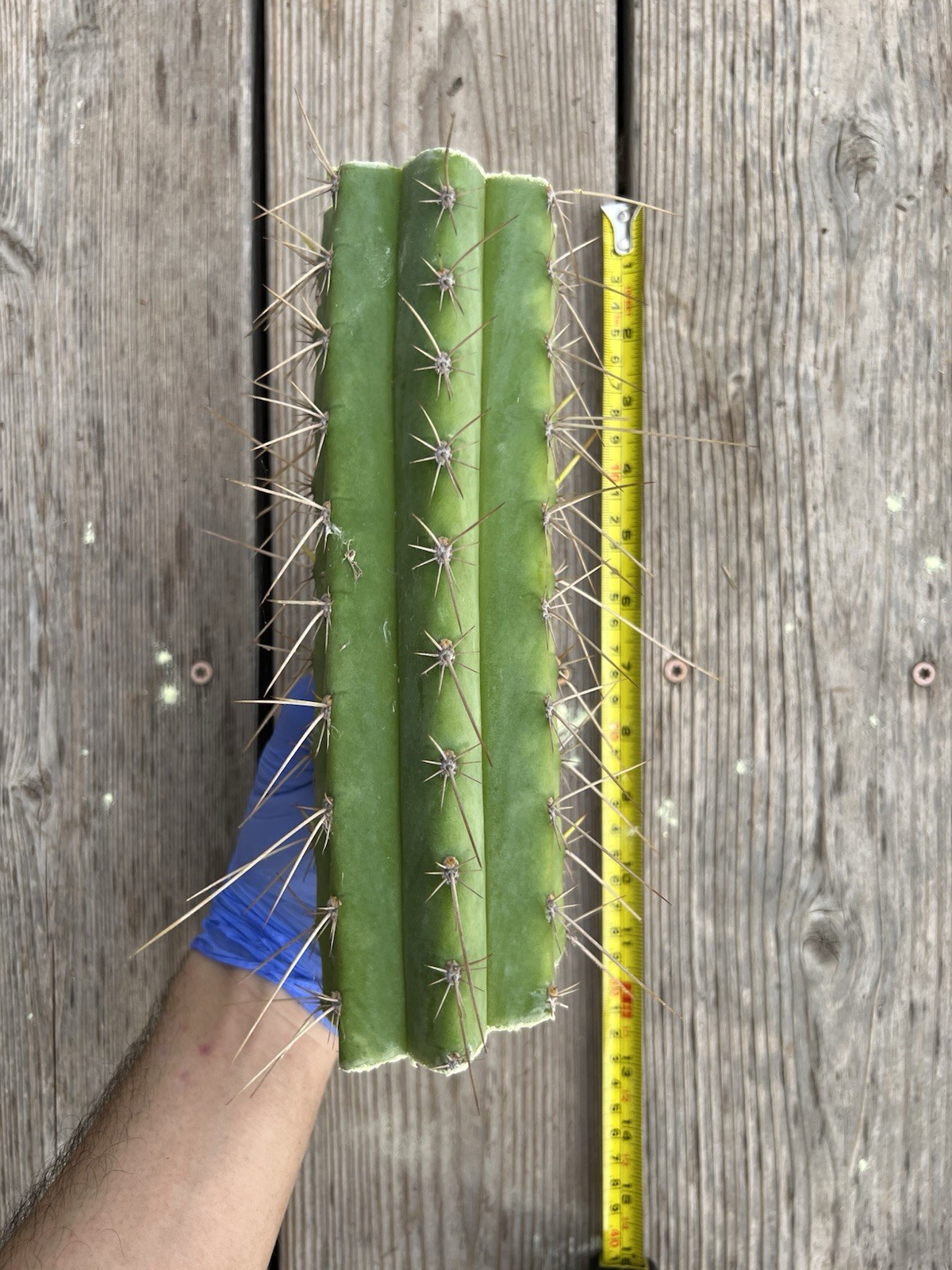 T. Cereus “MG Red Spine”, 9” mid cut