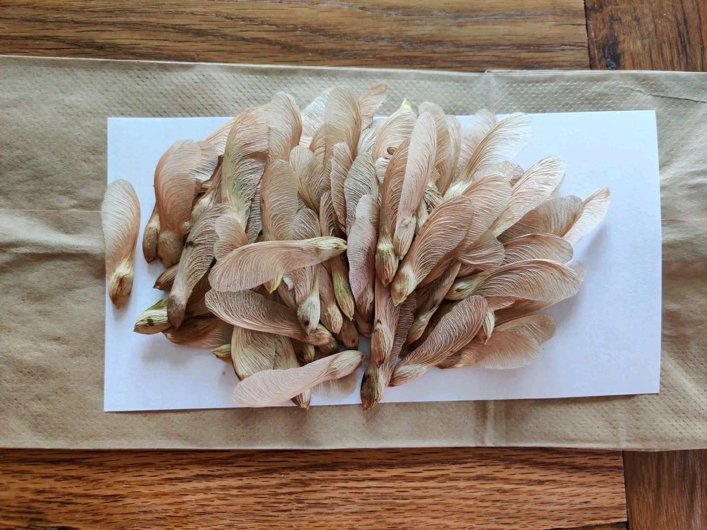 40 Silver Maple Tree Seeds (Acer Saccharum) from Tennessee, USA