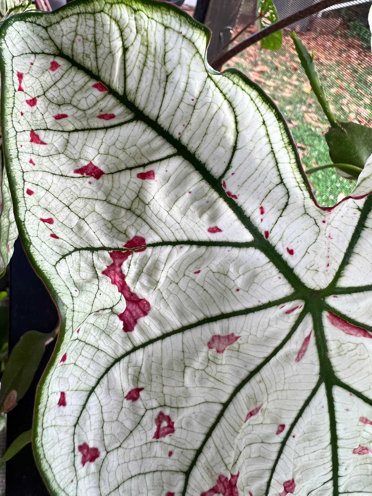 Cranberry Star Caladium (2 Bulbs)