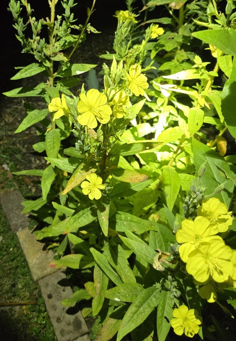 1 Gram Common Evening Primrose Seeds/NATIVE N East US/Oenothera biennis/Organic