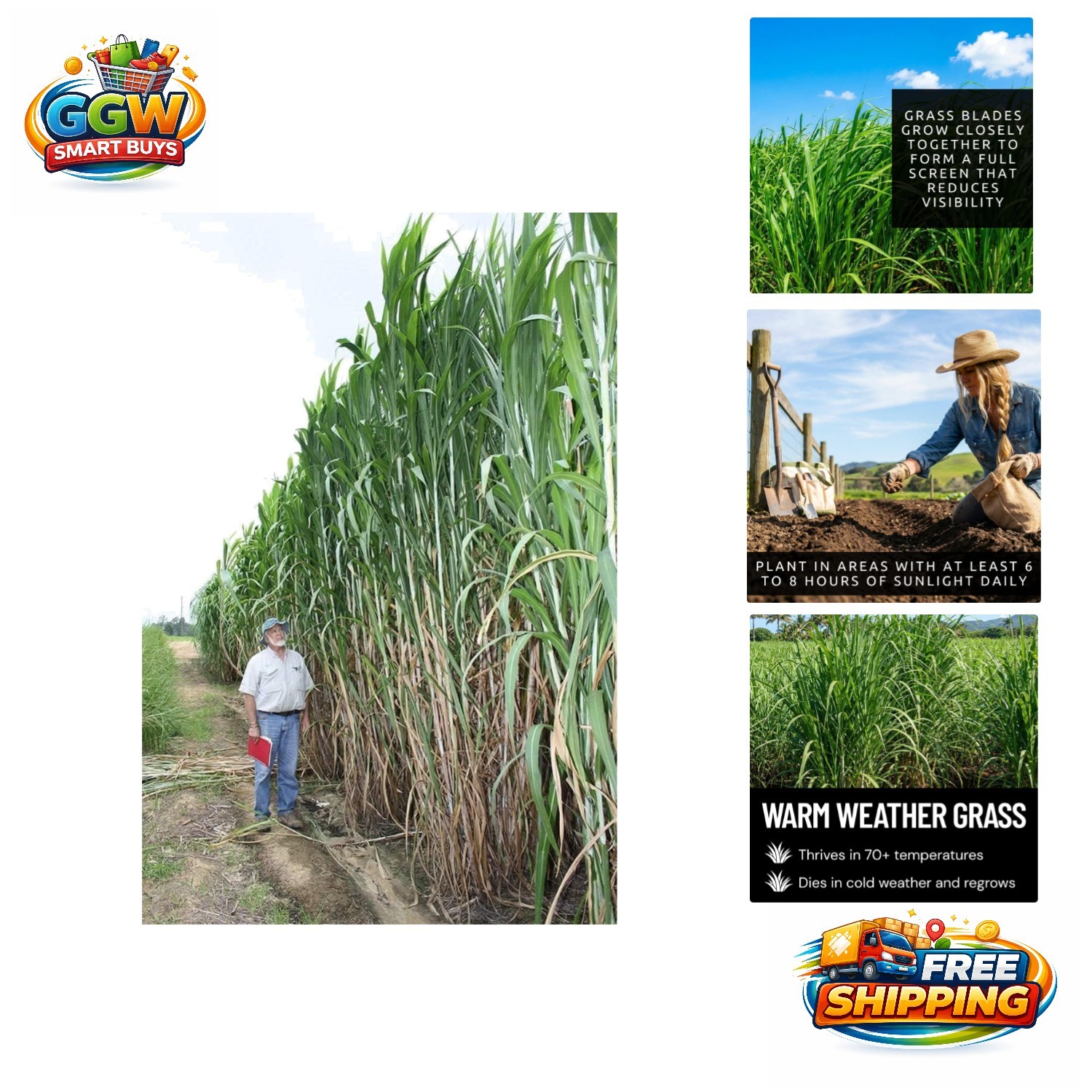 5,000 Elephant Grass Seeds – Fast-Growing 10-15 Ft Privacy Barrier Solution