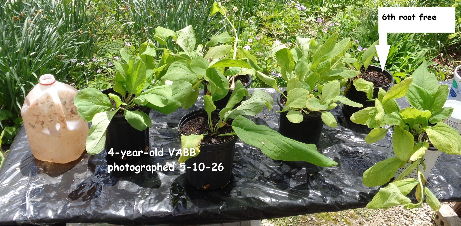 6 Large 4-yr root VIRGINIA BLUEBELLS bulbs native plant Mertensia virginica READ