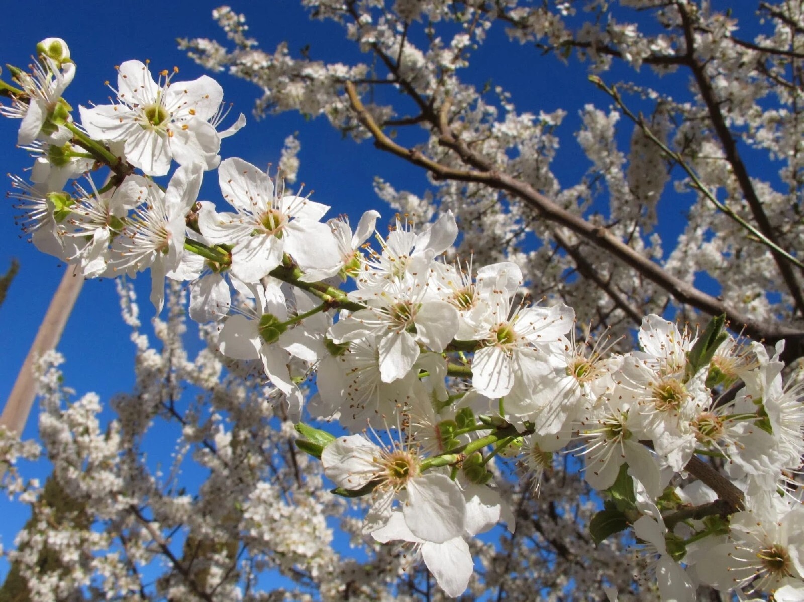 Cherry Plum Tree {Prunus americana} Organic 5 seeds Free Shipping!