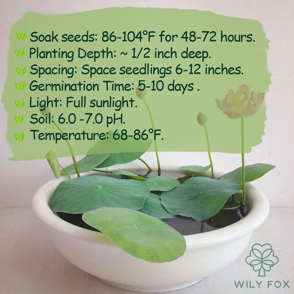 Rare Lotus Seeds for Planting – 15 Pre-Cut Bonsai Lotus Flower Seeds in Water…