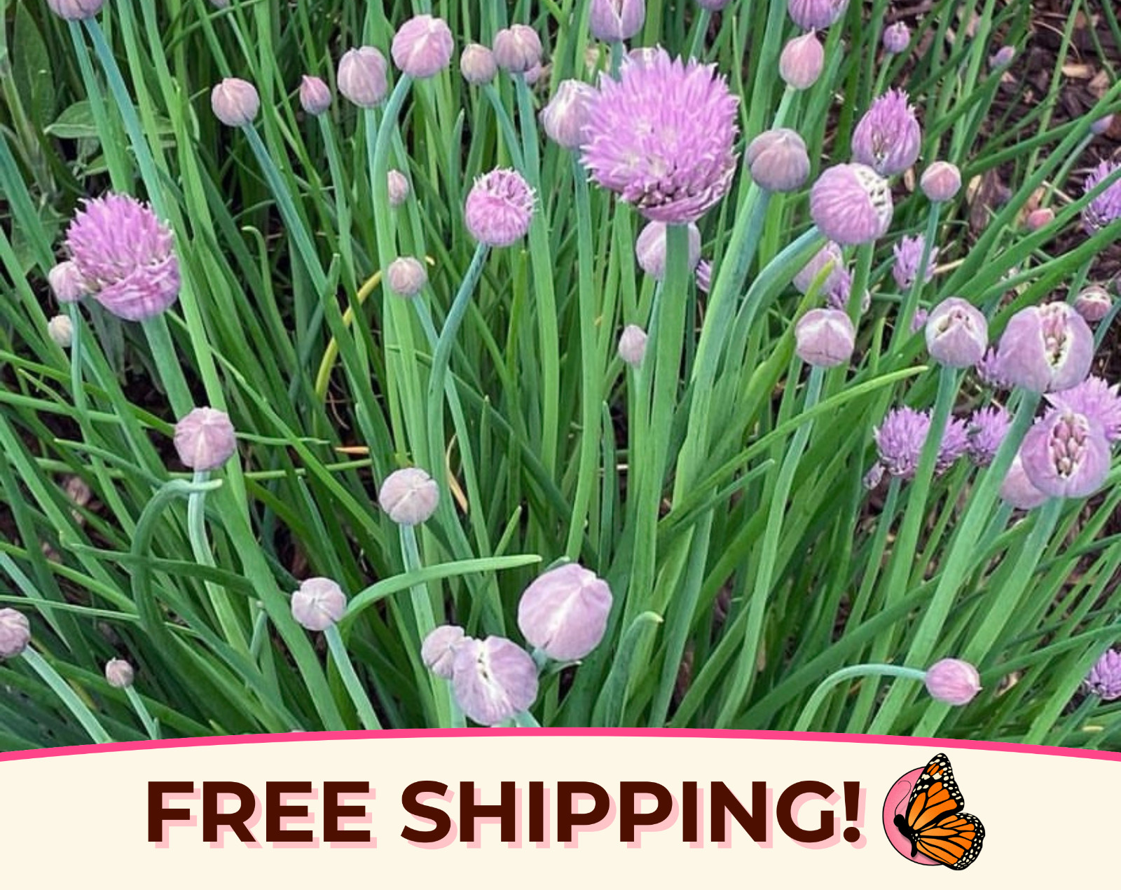2250+ Common Chive Seeds | Edible Perennial Flowering Herb Plant Seeds Gardening