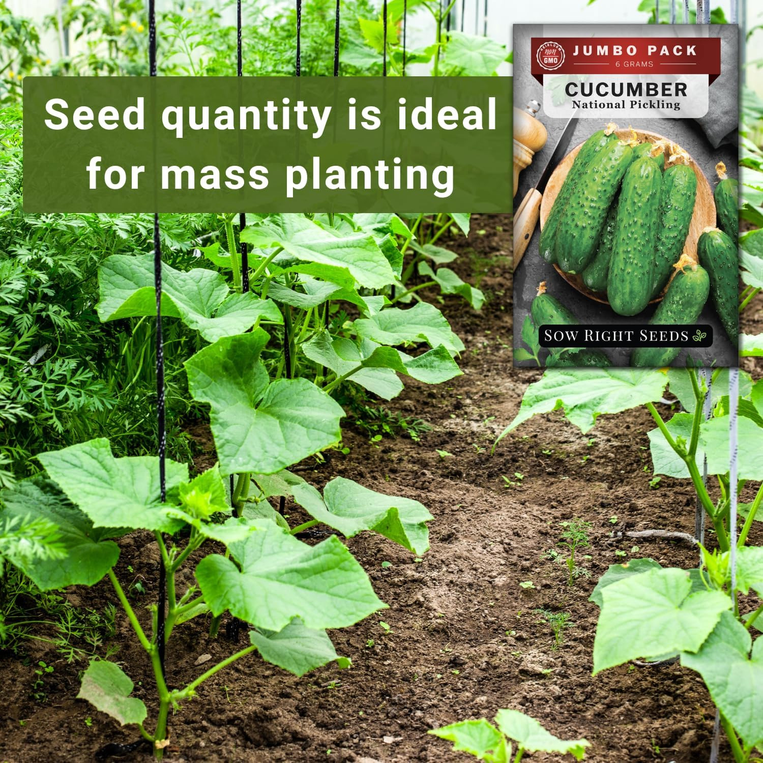 – Bulk National Pickling Cucumber Seeds for Planting – 6 Grams, 200 Seeds – Non-
