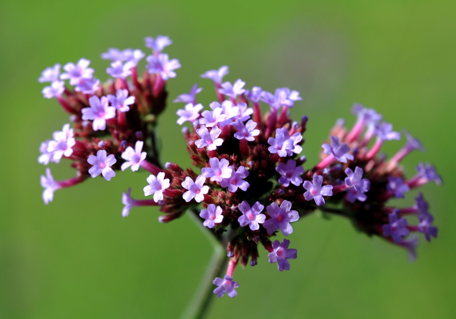 175 Verbena bonariensis – Vervain – Drought Tolerant – Attract Butterflies