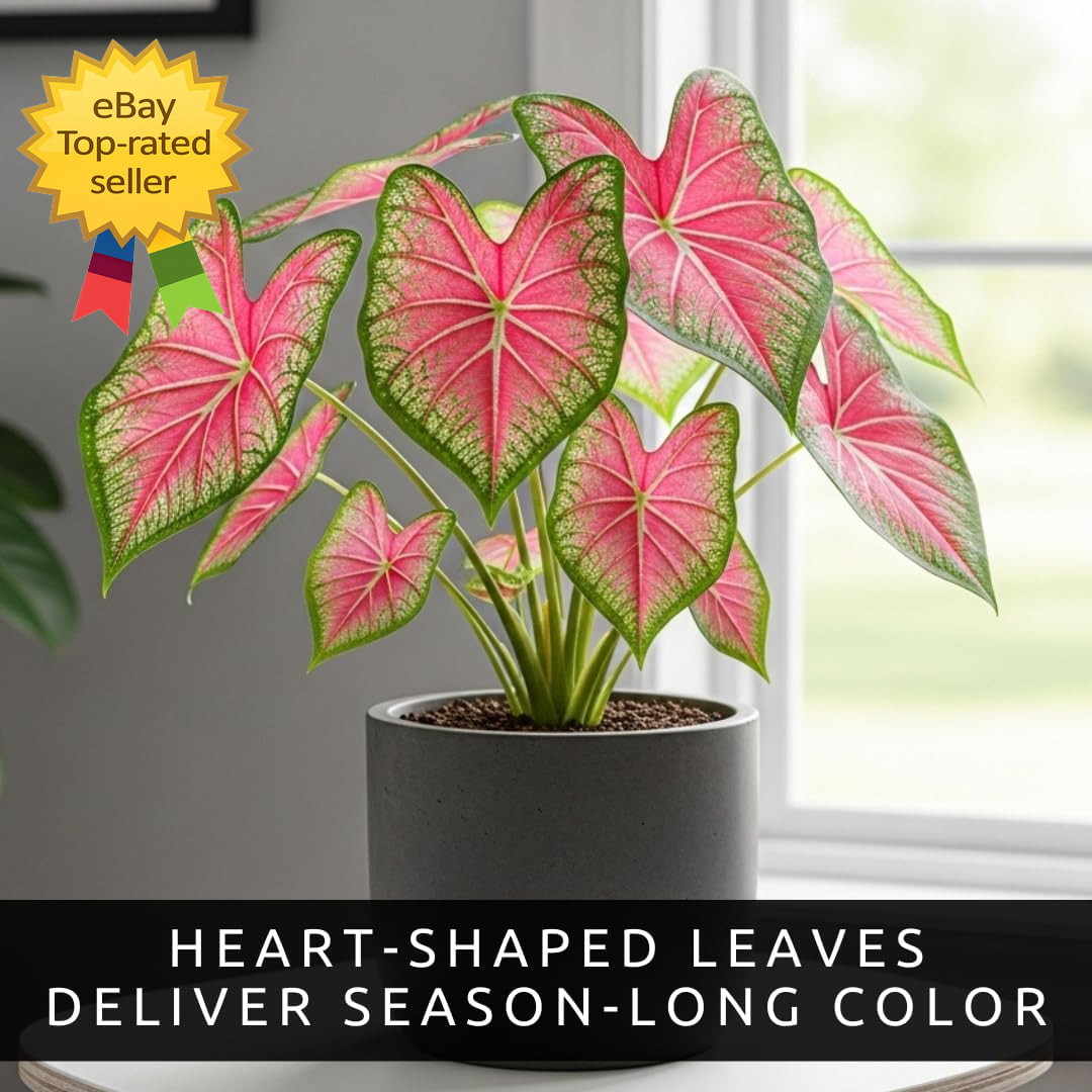 Pink Princess Caladium Bulbs for Planting Vibrant Pink Green Shade Garden Plants