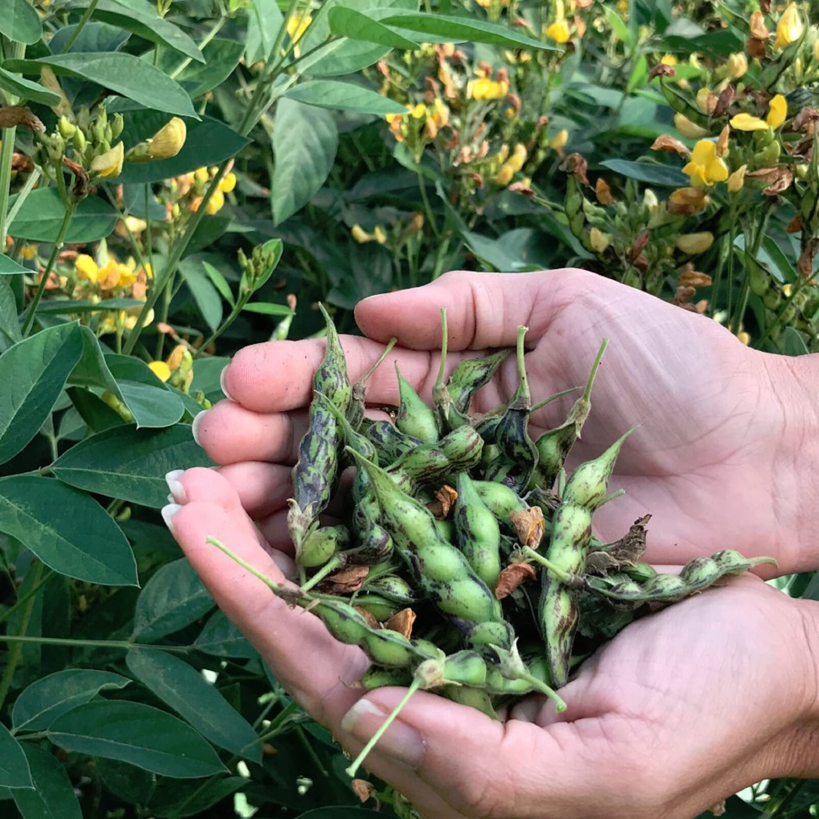 Pigeon Pea Seeds (25) / BUSH BEAN / HEIRLOOM / ORGANIC / FLORIDA GROWN
