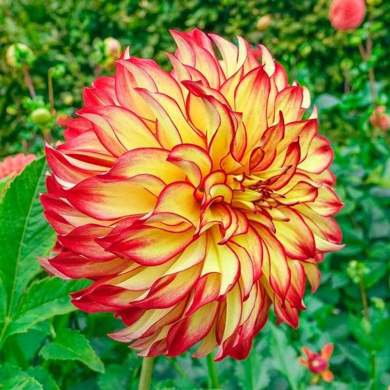 3 “Lady Darlene” Dinnerplate Dahlia – Large Tubers – US Seller