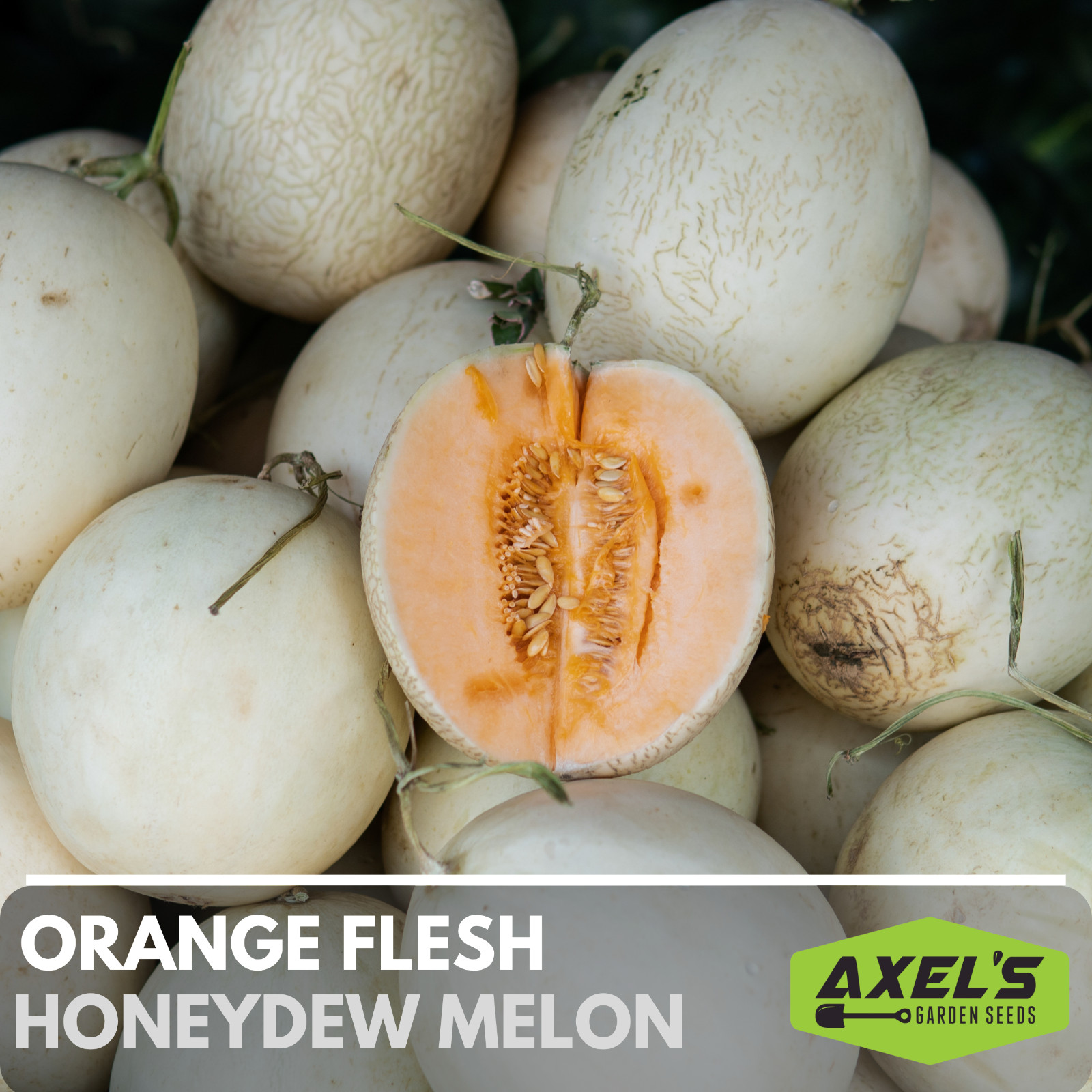Honeydew Orange Flesh Melon Heirloom Non-GMO Seeds