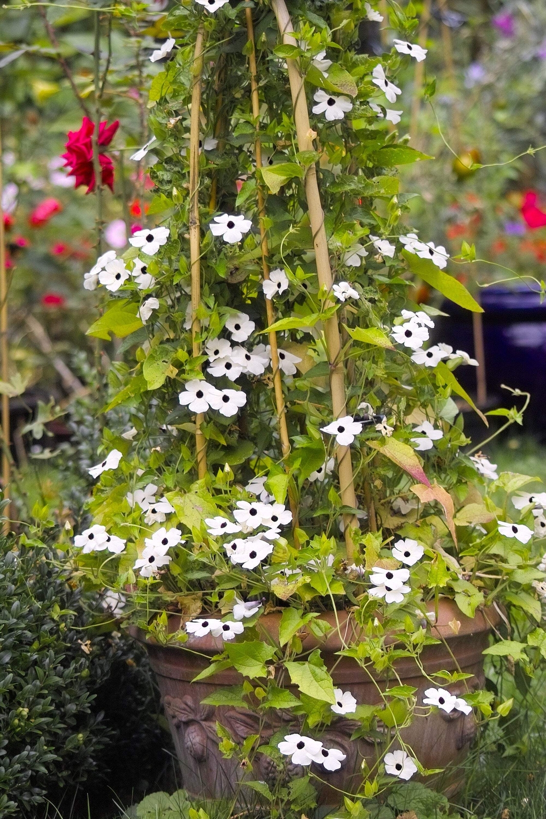 10 WHITE THUNBERGIA Alata VINE Black Eyed Susan Vine Flower Seeds