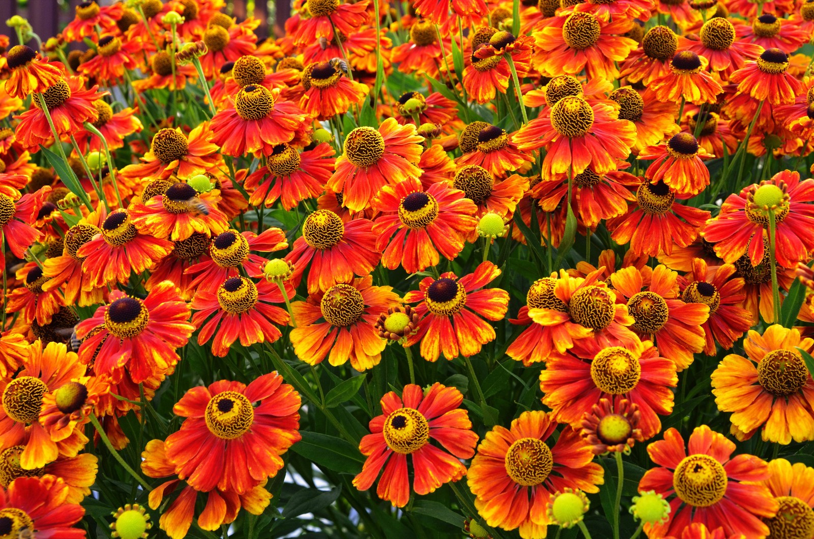 100 HELENIUM AUTUMN LEAVES Mix Helenium Autumnale Sneezeweed Flower Seeds