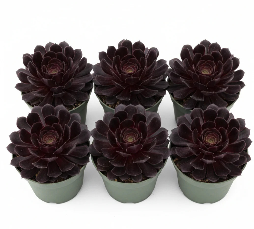 Aeonium Black Rose Moyal Purple 6 Packs Of 2 Inches Arboreum Rose Tree Live