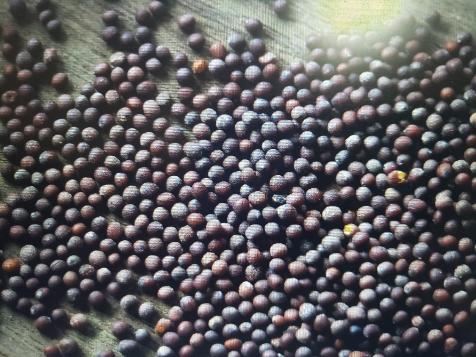 Florida Broadleaf Mustard 2500 Seeds, NON-GMO, Garden Growing, FREE SHIPPING
