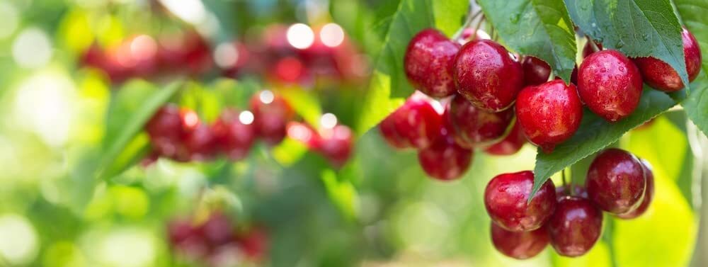 20 Sweet Cherry Tree Seeds for Planting Prunus avium