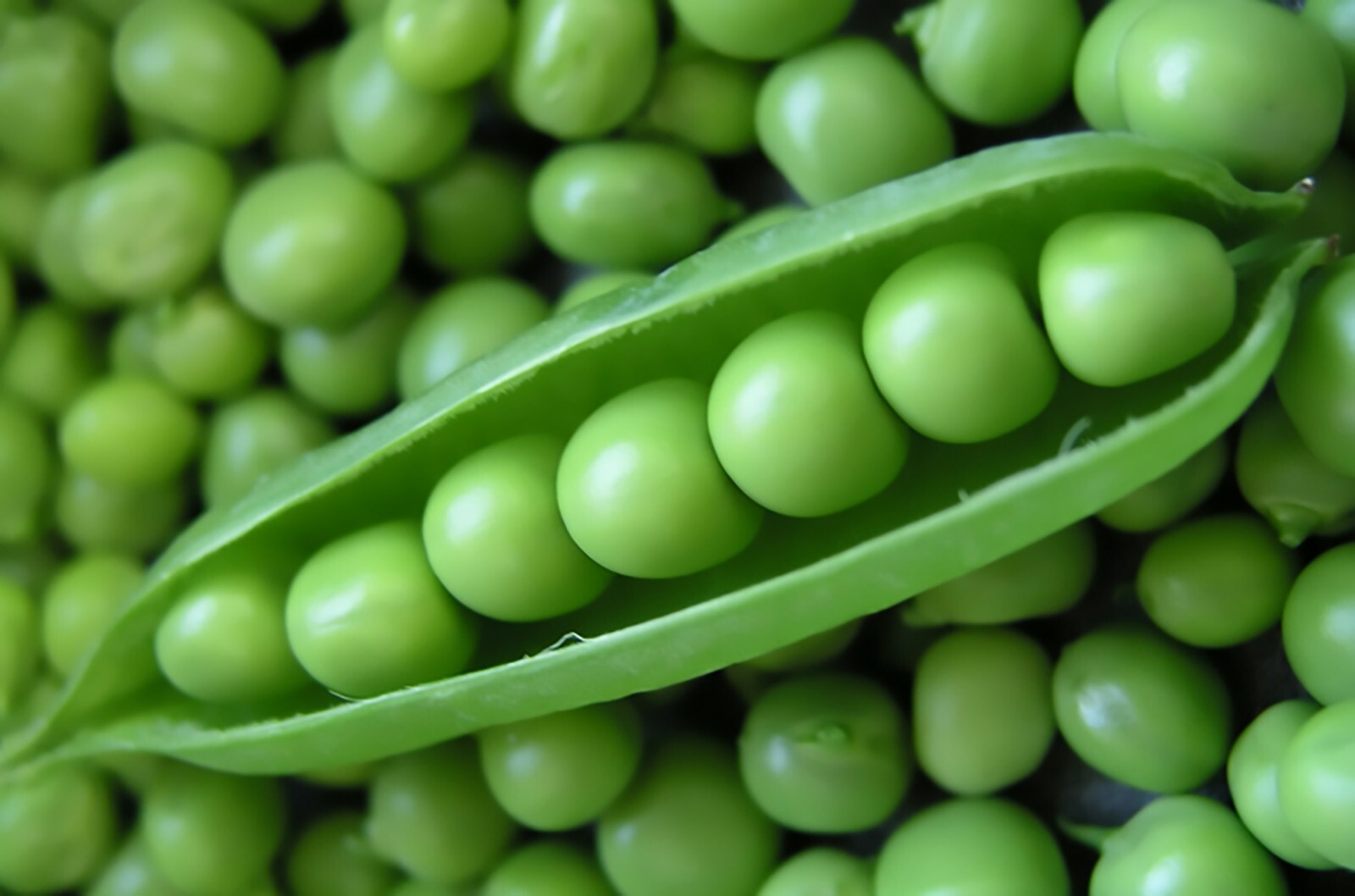 Peas – Sugar Snap – Sugar Ann, (Pisum sativum) (70 Days)