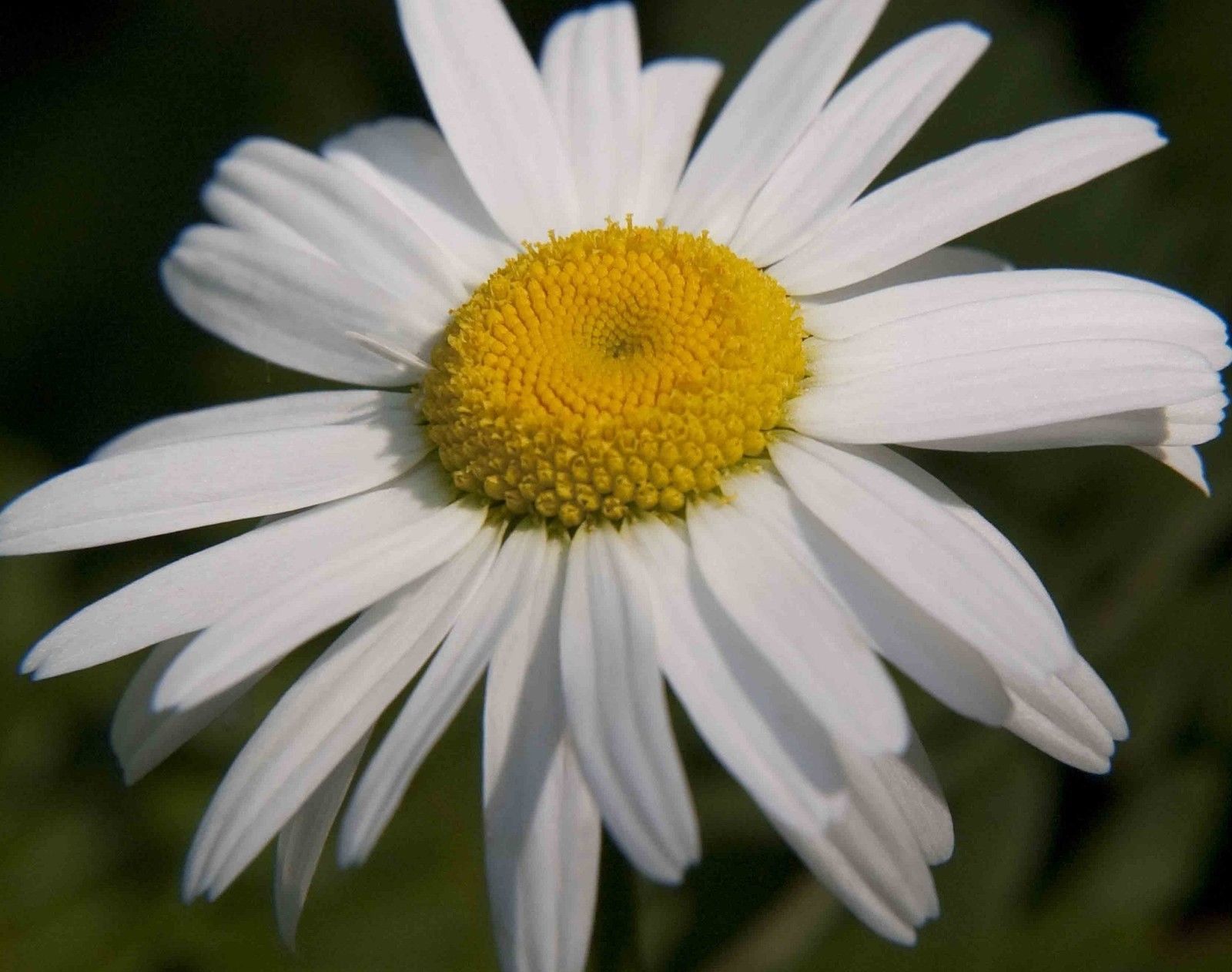 daisy, OX-EYE oxeye daisies, white flower, perennial 190 seeds! GroCo