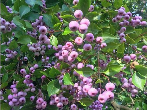 Syzygium smithii | Narrow-Leaved Lilly Pilly | Monkey Apple | 5 Seeds