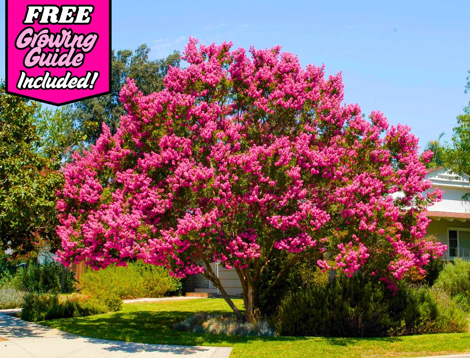 500 Premium Crepe Myrtle Tree Seeds – Easy to Grow – Free Growing Guide Included