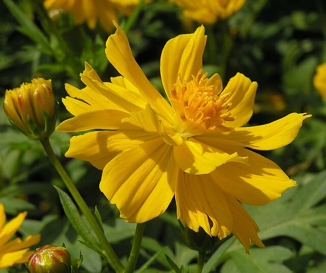 COSMOS MIX 100 SEEDS, yellow, orange, double, seashell, purple, white, pink…