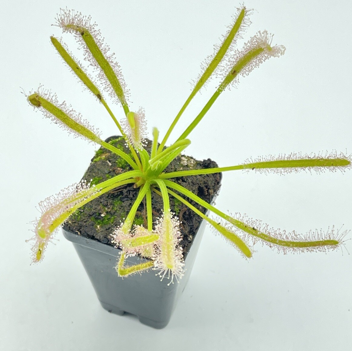 carnivorous plants starter kit Drosera Capensis Alba(1), Pink Flower(1), VFT(1)