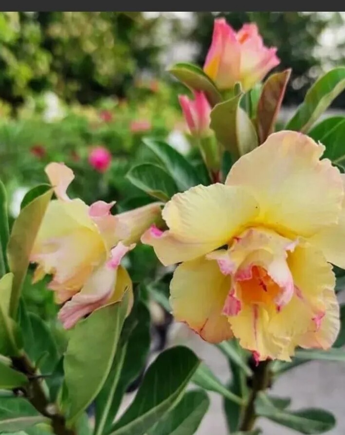 1 Double Yellow and pink shades Desert Rose Adenium Flower Starting Plant In 2.5