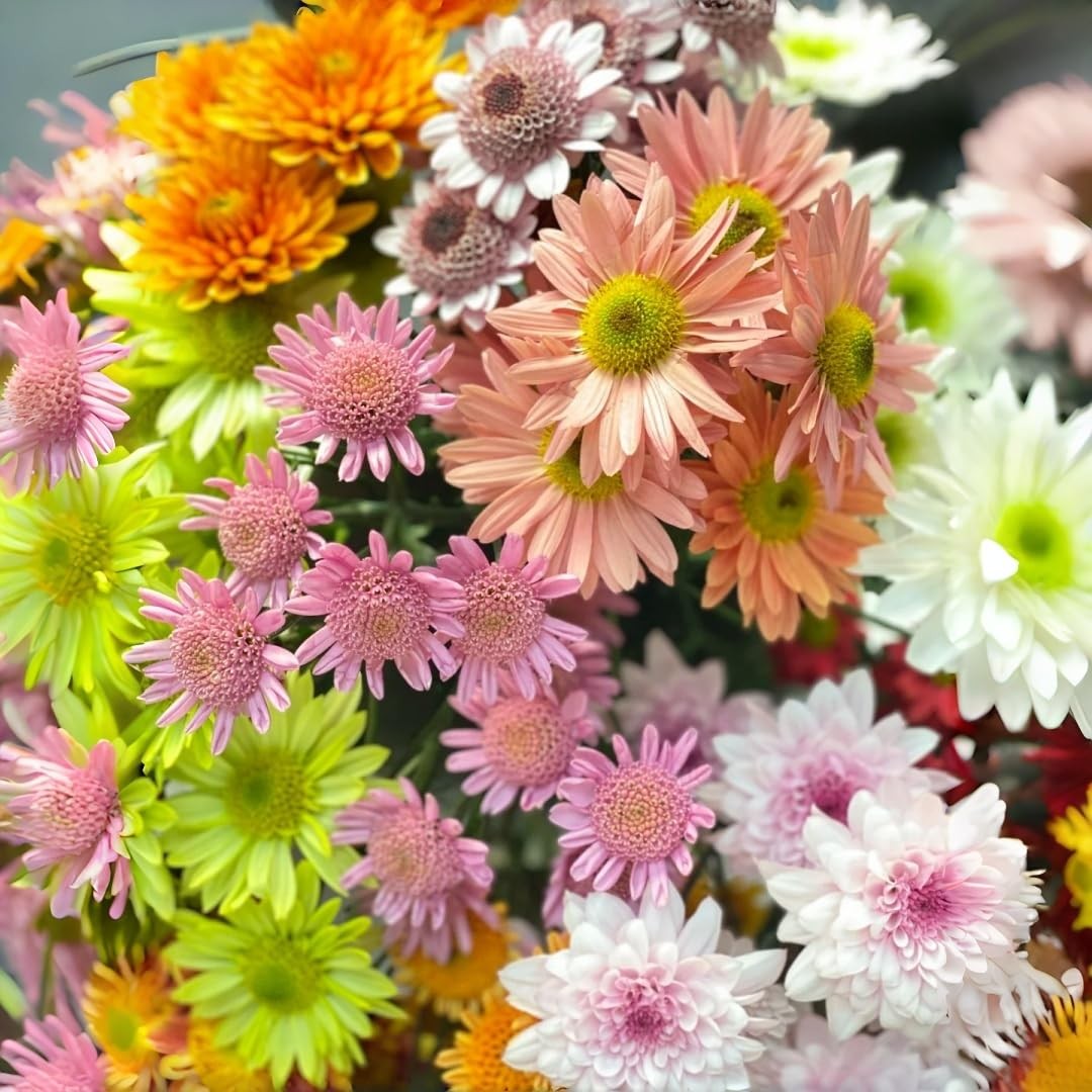 100pcs Chrysanthemum Seeds – Beginner-Friendly, Non-GMO Flower Seeds for Plan…