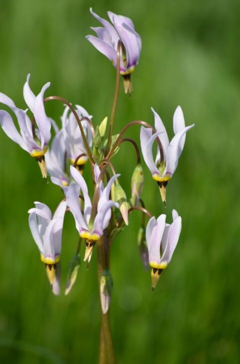 50+Midland Shooting Star Wildflower seeds Native American Cowslip Bird Bills USA