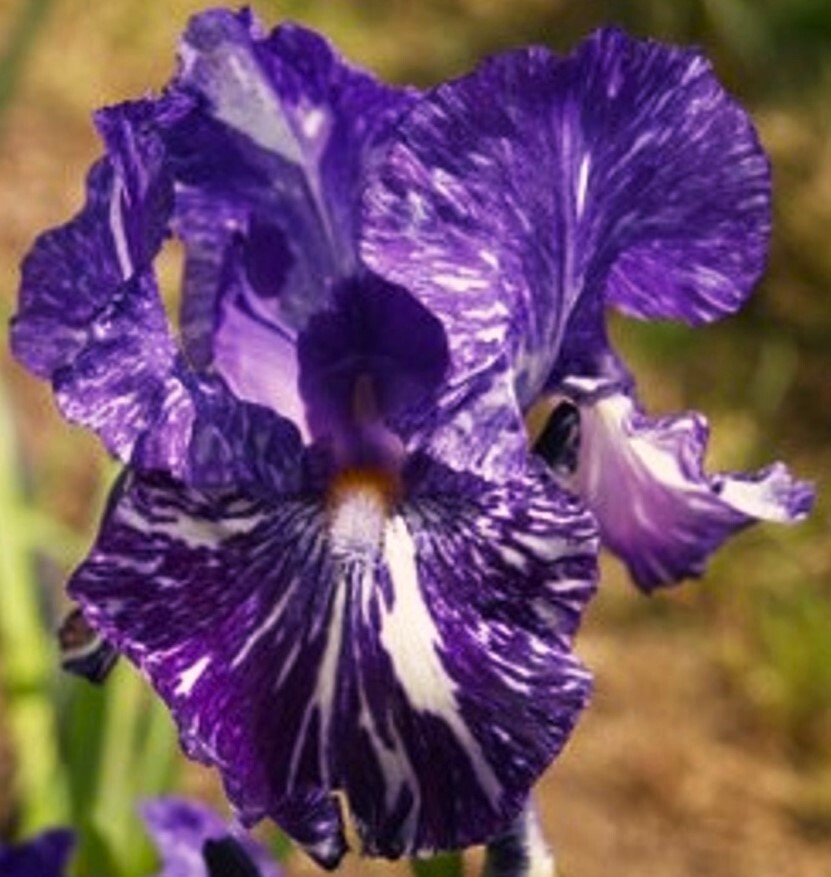 Sun Devil Bearded Iris Rhizome, Purple & Yellow Flowering Perennial Iris Root